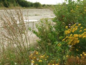 Üppige Ruderalvegetation am Rand des ehemaligen Flugfeldes