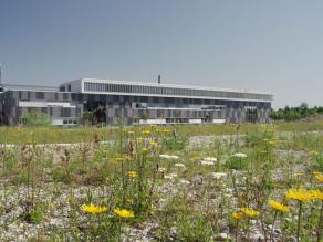 Blütenreicher Magerrasen auf Ausgleichsfläche beim Laborneubau