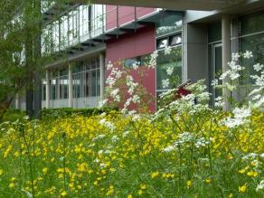 Wiesenblüte im nördlichen Innenhof