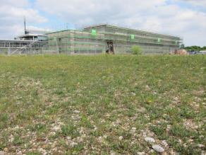 Magerrasen, ein Jahr nach der Umsiedlung, im Hintergrund Neubau des Labortrakts