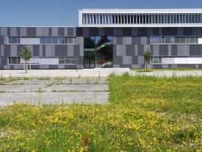 Magerrasen als Ausgleichsfläche am Laborneubau