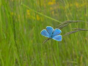 Himmelblauer Bläuling