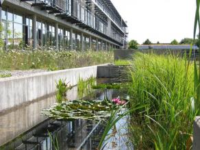 Regenwasserbeckenanlage an der Südseite des Gebäudes mit blühender Seerose