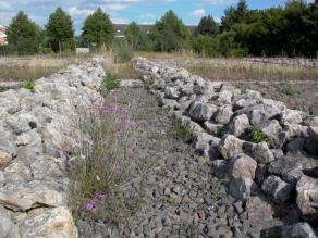 Basaltschotter und Basaltblöcke auf dem Aquifer mit punktueller Vegetation (Sukzession)