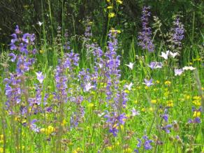 Salbei-Glatthaferwiese in voller Blüte im mittleren Innenhof