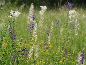 Frühsommerblüte mit Salbei im Magerrasen