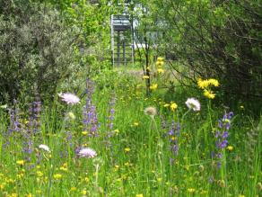 Die vielfältigen, strukturreichen Lebensräume im Umfeld des LfU bieten Rückzugsorte für wildlebende Tierarten, auf dem Bild ein Feldhase