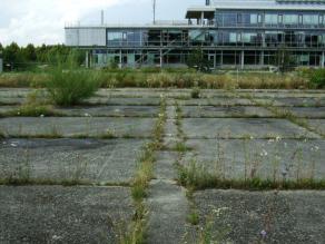 Betonplatten des ehemaligen Flugfeldes mit üppiger Ritzenvegetation