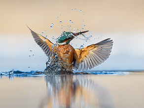 Ein bunter Vogel taucht mit einem Fisch im Schnabel aus dem Wasser auf. Das Geschehen ist in Augenhöhe des Betrachters, Wassertropfen sind über dem Körper des Tieres