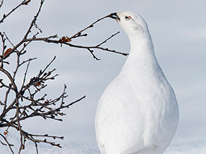 Ein weißes Alpenschneehuhn inmitten einer Schneelandschaft ist von hinten zu sehen, wie es den Kopf wenden, um links von ihm an einem Busch zu fressen.