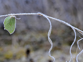 Ein gelber Schmetterling hängt, leicht mit Eiskristallen übersät, am Ast eines Busches oder Baumes.