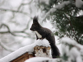 Ein schwarzes Eichhörnchen im Schnee.