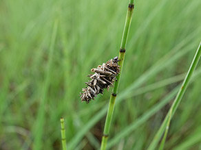 Die Raupe eines Schmetterlings hat eine für ihre Art charakteristische, sackförmige Wohnröhre aus Pflanzenresten geformt und hält sich am Halm eines Schachtelhalms fest.