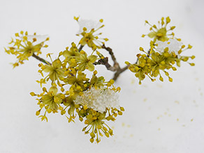 Ein Zweig mit vielen kleinen Blüten mit Schnee