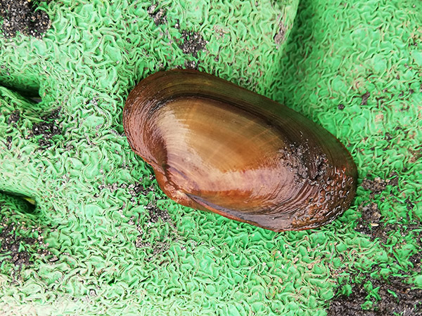 Eine braune, geschlossene Muschel, nass-glänzend auf einem grünen Handschuh.