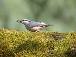 Ein kleiner blau / grau – oranger Vogel steht auf einem mit Moos bedecktem Ast. Im Schnabel hält er einen Kern.