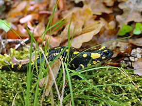 Ein Feuersalamander läuft in Augenhöhe des Betrachters durch Moos und Laub.