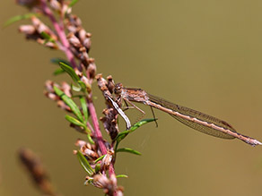 Eine hellbraune Libelle mit dunkelbraunen, kupfern glänzenden Zeichnungselementen sitzt auf einen einer Pflanze mit kleinen Blüten.