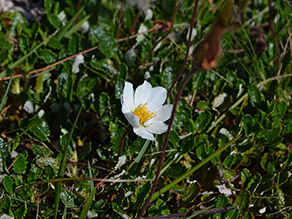 Eine weiße Blüte steht in einem Polster aus grünen Blättern.