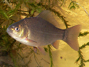 Ein karpfenartiger Fisch schwimmt im Wasser, umgeben von einigen Wasserpflanzen.