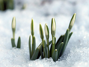Bläulichgrüne Blätter mit weißen Knospen des Schneeglöckchens schieben sich aus dem Schnee.