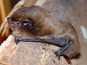 Eine braune Fledermaus klammert sich an eine Baumrinde.