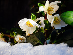 Eine Pflanze mit leicht fluoreszierende weißen Blüten mit fünf Blütenblättern blüht im Schnee.