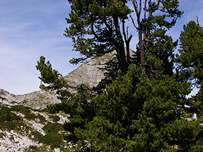 Alte, große Zirbe im Steinernen Meer des Nationalpark Berchtesgaden.