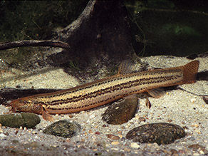 Ein brauner, länglicher Fisch mit dunklen Seitenstreifen auf dem Grund eines Gewässers.