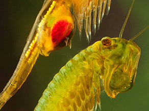 Detailaufnahme der Unterschiede von weiblichen und männlichen Sumpf-Feenkrebsen. Das Weibchen trägt einen karminroten Brutbeutel, das Männchen ist zart grün gefärbt. 