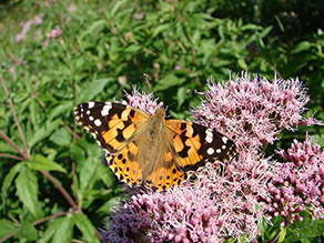 Ein orangefarbener Schmetterling mit schwarz-weißen Flügelspitzen ruht auf einer rosafarbenen Blüte.