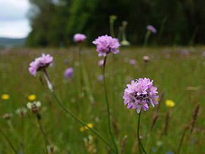 Mehrere rosa blühende Blumen in einer mageren Sommerwiese.