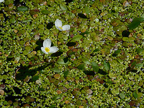Weiße Blüten in einem mit Schwimmblättern bedeckten Gewässer 