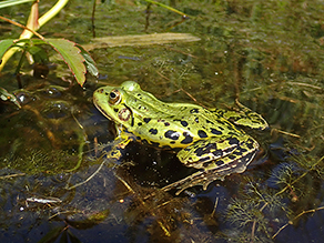 Frosch schwimmt in einem Gewässer.