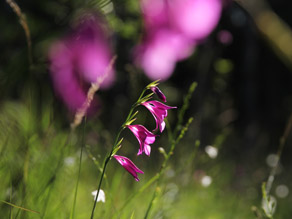 Mittig im Bild eine Sumpf-Gladiole mit drei geöffneten Blüten, unscharf das Pink weiterer Blüten, auch der Hintergrund ist verschwommen.