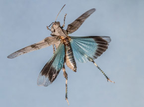 Eine Heuschrecke mit blauen Flügeln fliegt