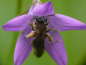 Insekt sitzt in einer lila Blüte