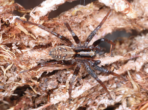 Eine dunkelbraune Spinne sitzt auf dem Boden eines Waldes.