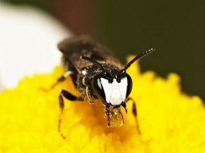 Eine dunkle Biene mit weißer Musterung im Gesicht sitzt auf einer gelben Blume.