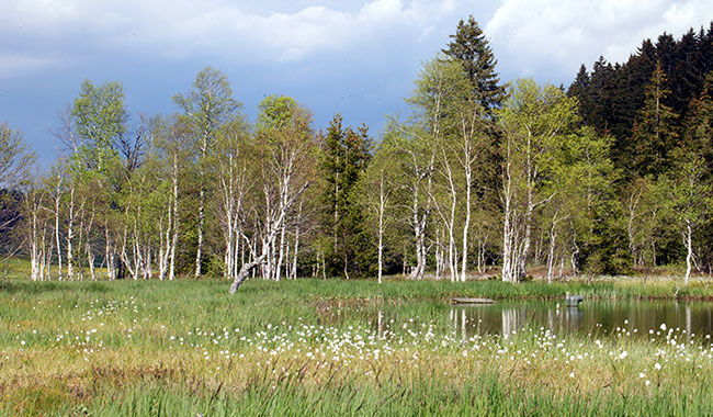 Bäume mit weißer Borke in einem Moor