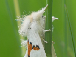 Weißer Schmetterling mit bräunlichen Flecken an einem grünen Stiel