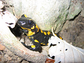 Ein schwarzes Amphib mit gelben Flecken schaut aus einem Felsspalt heraus.