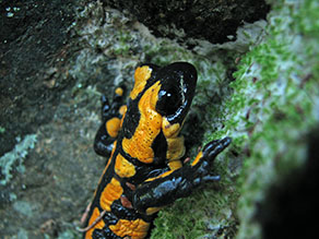 Schwarzes Amphib mit gelben Flecken sitzt auf felsigem Untergrund.