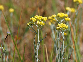 Pflanze mit gelben Blüten auf sandigem Grund