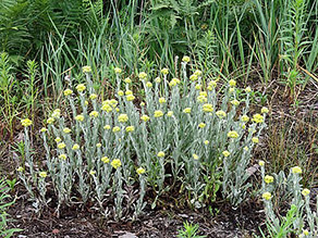 krautige Pflanze mit gelben Blüten und hellgrünem Stängel auf dunklem Grund 