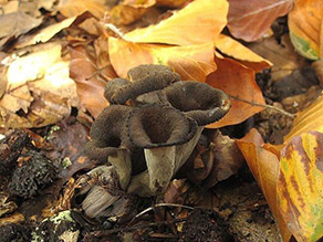 Trichterförmige Pilze wachsen aus einem Waldboden neben gelbgefärbten, am Boden liegenden Blättern. 