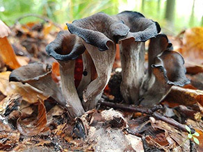 Füllhornförmige Pilze wachsen aus einem Waldboden.