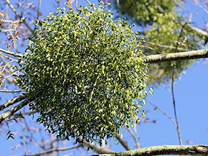 Kugel aus grünen Blättern in der Krone eines Baums.