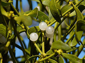 weißlich-transparente Beeren hängen an einem Strauch.