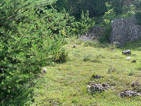 Eine mit Felsen und Sträuchern durchsetzte Wiese. 